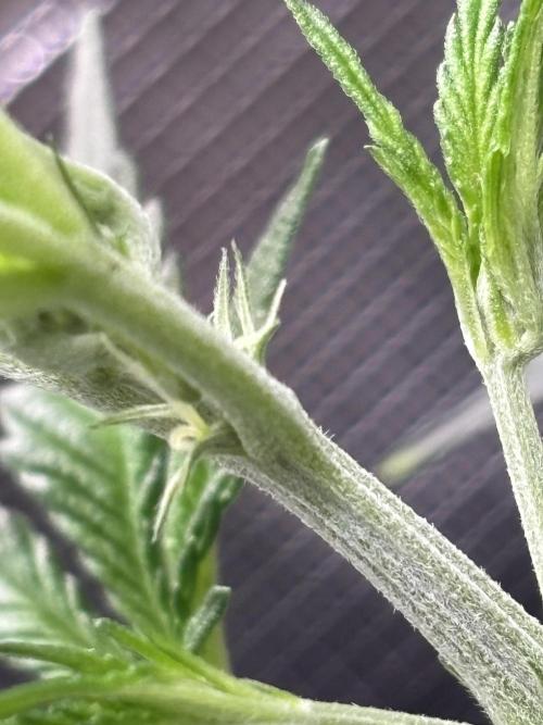Strawberry Banana Auto 🌱💚. Week 4