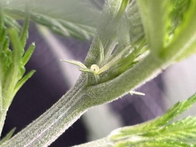 Strawberry Banana Auto 🌱💚. Week 4