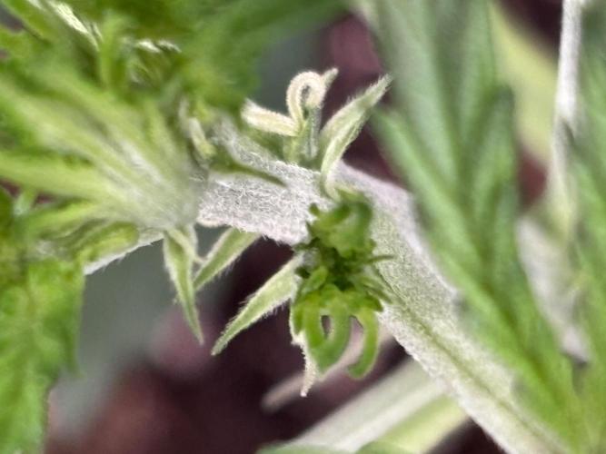 Strawberry Banana Auto 🌱💚. Week 4