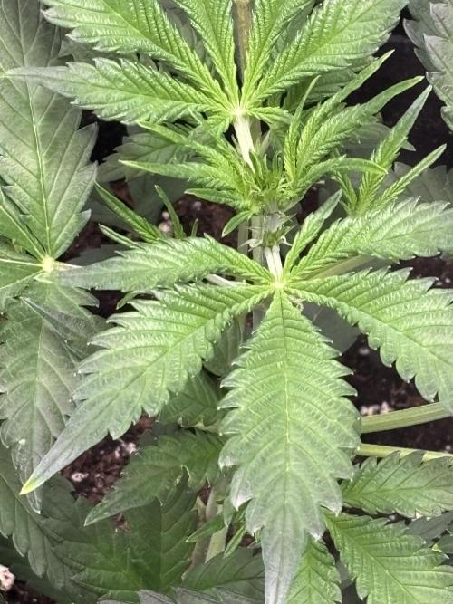 Strawberry Banana Auto 🌱💚. Week 4