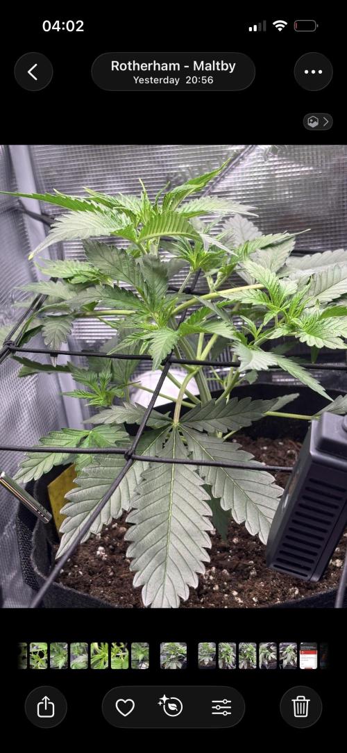 Strawberry Banana Auto 🌱💚. Week 4