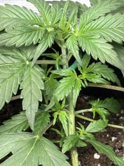 Northern Lights Auto Doc 🌱. Week 4