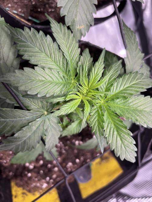 Northern Lights Auto Doc 🌱. Week 4
