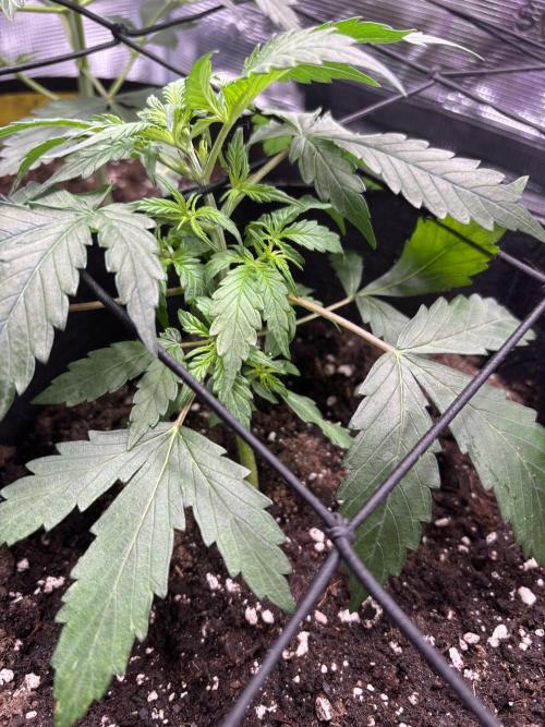 Northern Lights Auto Doc 🌱. Week 4