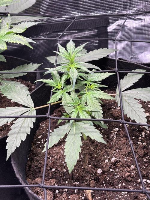 Northern Lights Auto Doc 🌱. Week 4