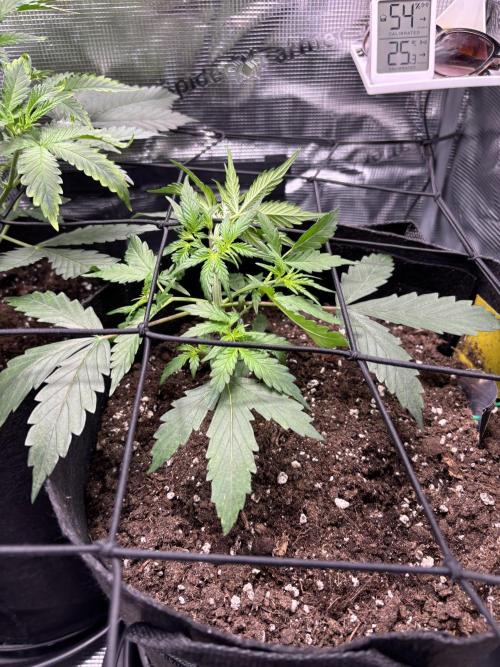 Northern Lights Auto Doc 🌱. Week 4