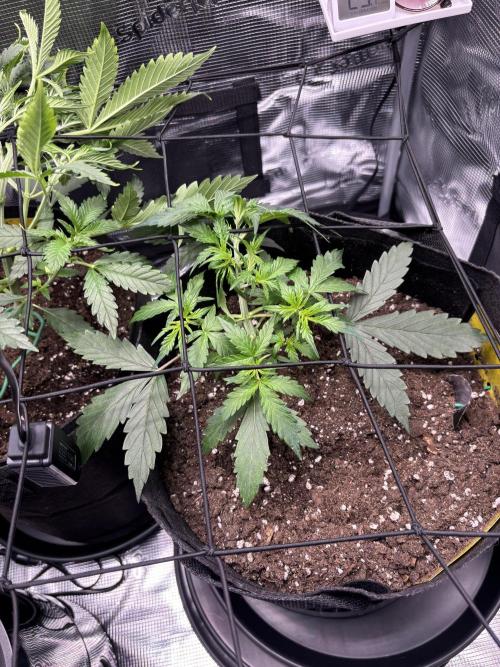 Northern Lights Auto Doc 🌱. Week 4