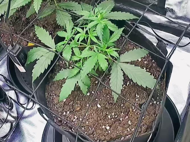 Northern Lights Auto Doc 🌱
