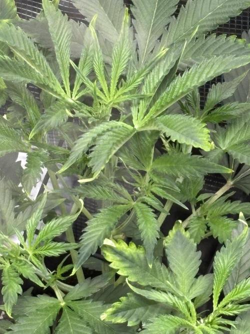 Strawberry Banana Auto 🌱💚. Week 5