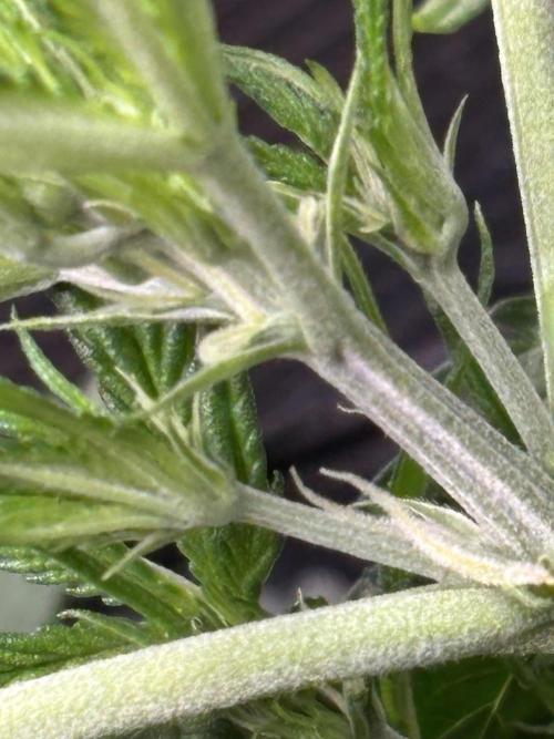 Strawberry Banana Auto 🌱💚. Week 5