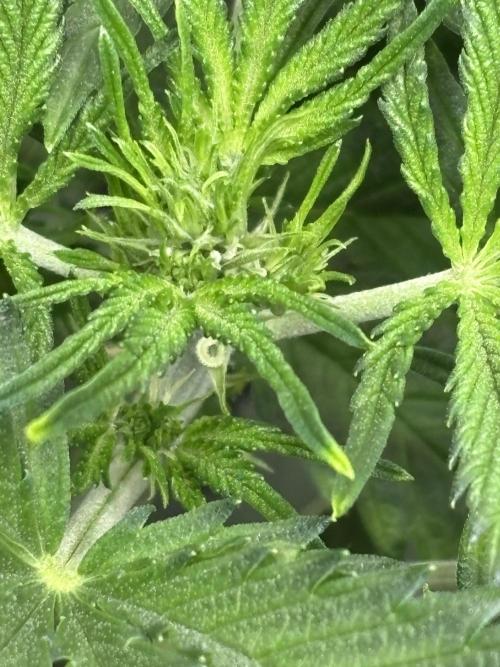 Strawberry Banana Auto 🌱💚. Week 5
