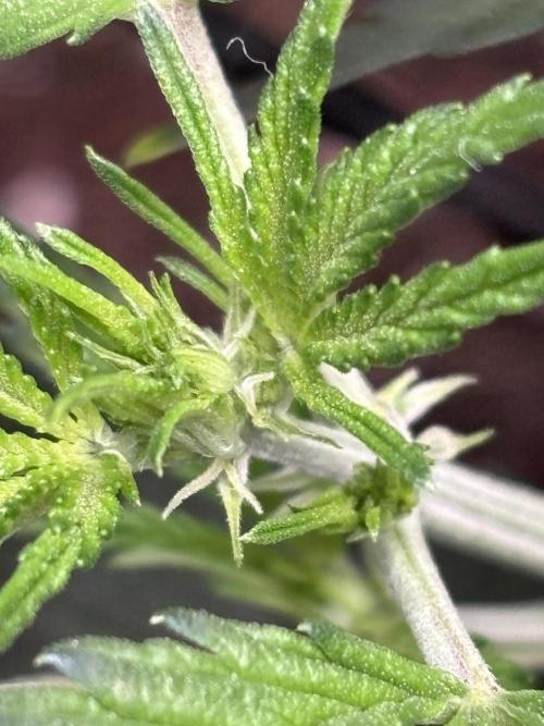 Strawberry Banana Auto 🌱💚. Week 5