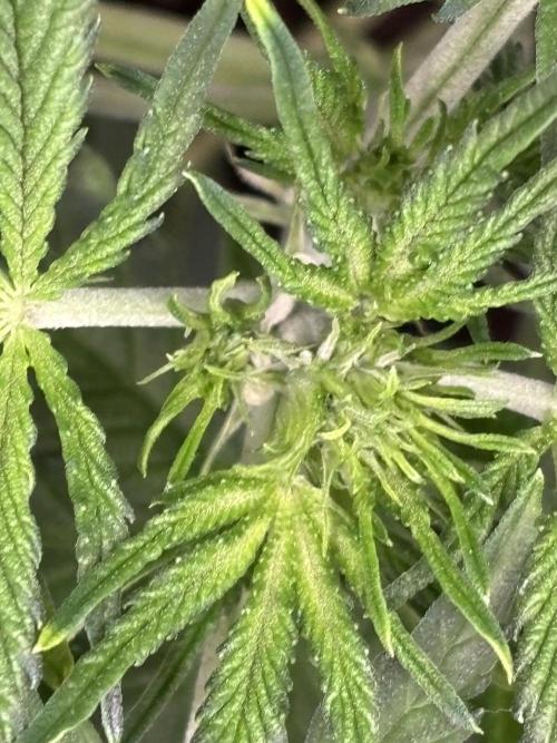 Strawberry Banana Auto 🌱💚. Week 5