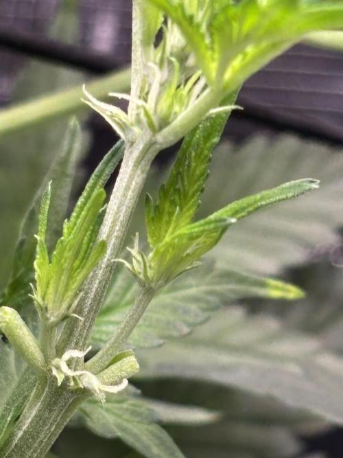 Strawberry Banana Auto 🌱💚. Week 5
