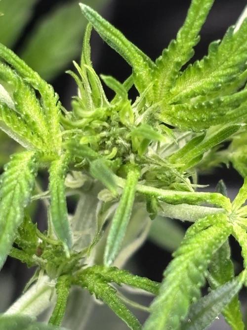 Strawberry Banana Auto 🌱💚. Week 5