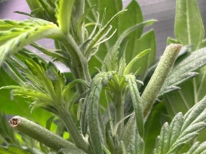 Strawberry Banana Auto 🌱💚. Week 5