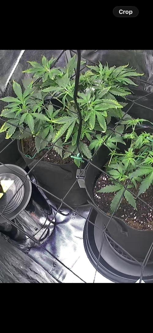 Strawberry Banana Auto 🌱💚. Week 5