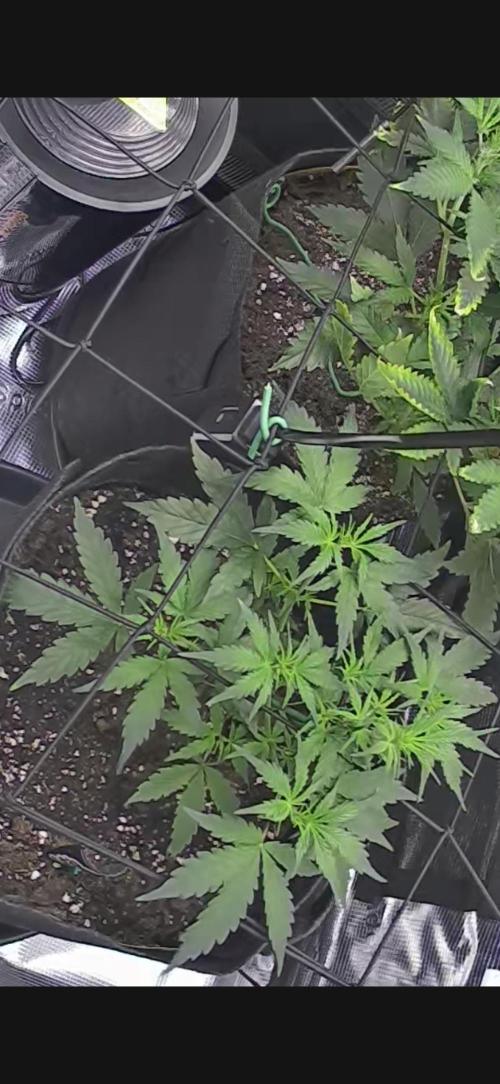 Northern Lights Auto Doc 🌱. Week 5