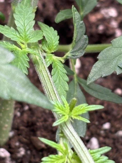 Northern Lights Auto Doc 🌱. Week 5