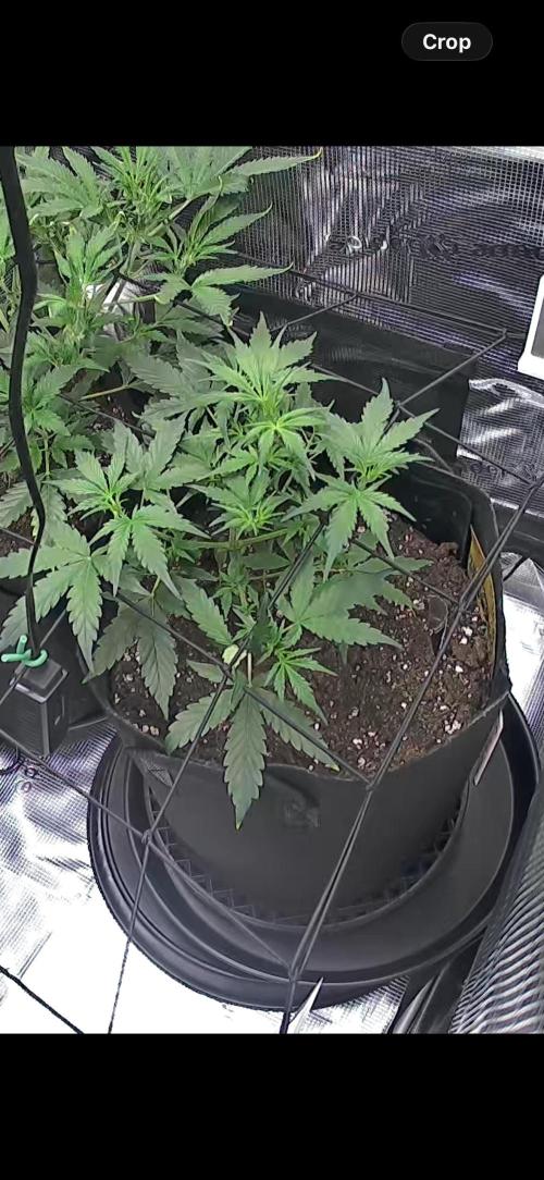 Northern Lights Auto Doc 🌱. Week 5