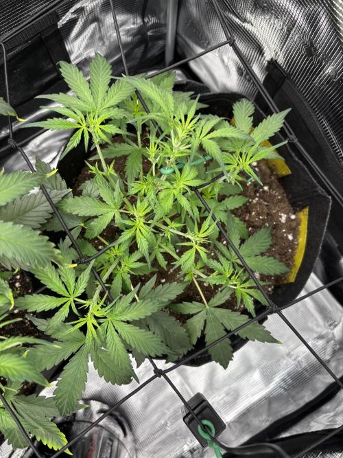 Northern Lights Auto Doc 🌱. Week 5