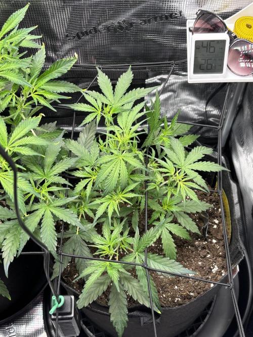 Northern Lights Auto Doc 🌱. Week 5