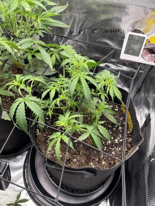 Northern Lights Auto Doc 🌱. Week 5
