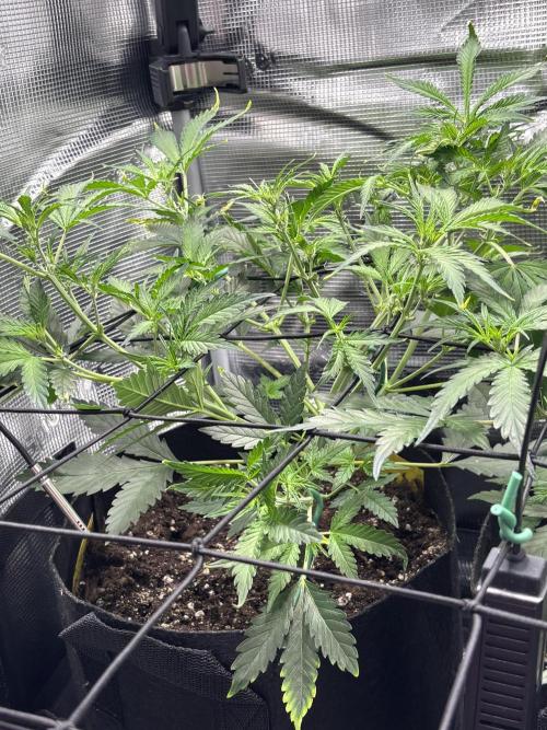 Strawberry Banana Auto 🌱💚. Week 6