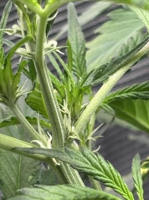 Strawberry Banana Auto 🌱💚. Week 6
