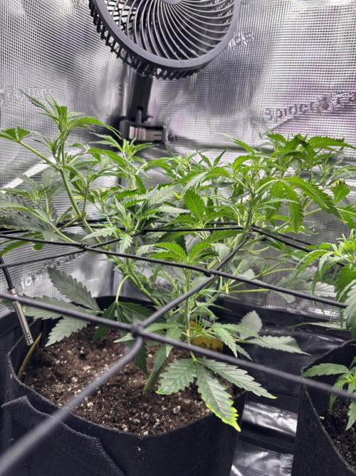 Strawberry Banana Auto 🌱💚. Week 6
