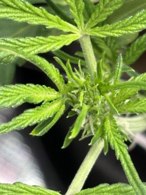 Strawberry Banana Auto 🌱💚. Week 6
