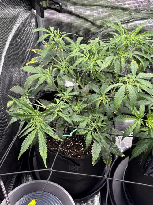 Strawberry Banana Auto 🌱💚. Week 6