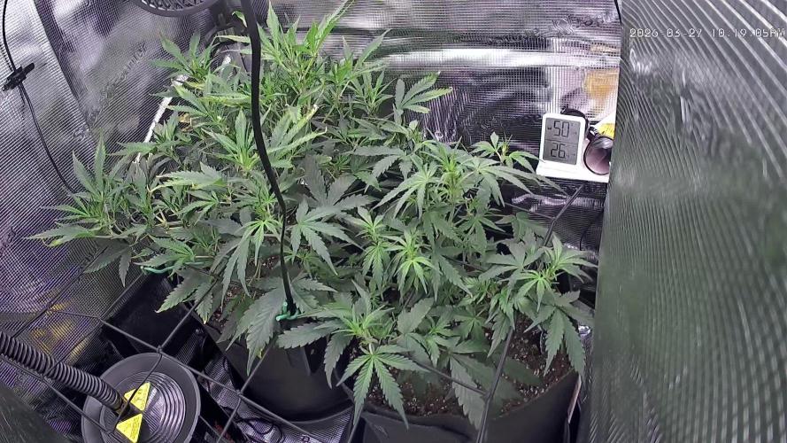 Strawberry Banana Auto 🌱💚