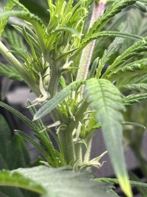 Strawberry Banana Auto 🌱💚. Week 6