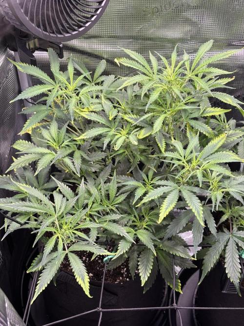 Strawberry Banana Auto 🌱💚. Week 6