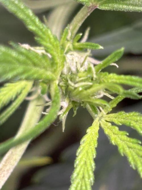 Northern Lights Auto Doc 🌱. Week 6