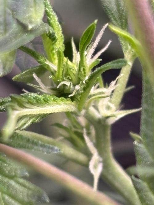 Northern Lights Auto Doc 🌱. Week 6
