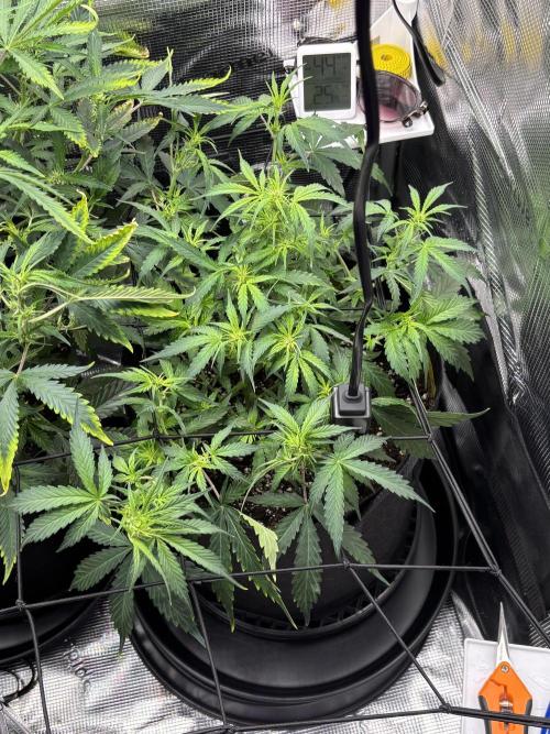 Northern Lights Auto Doc 🌱. Week 6