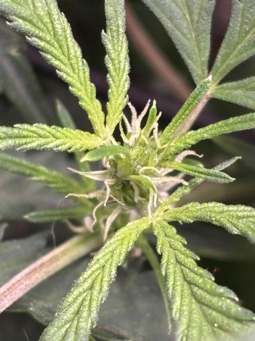 Northern Lights Auto Doc 🌱. Week 6