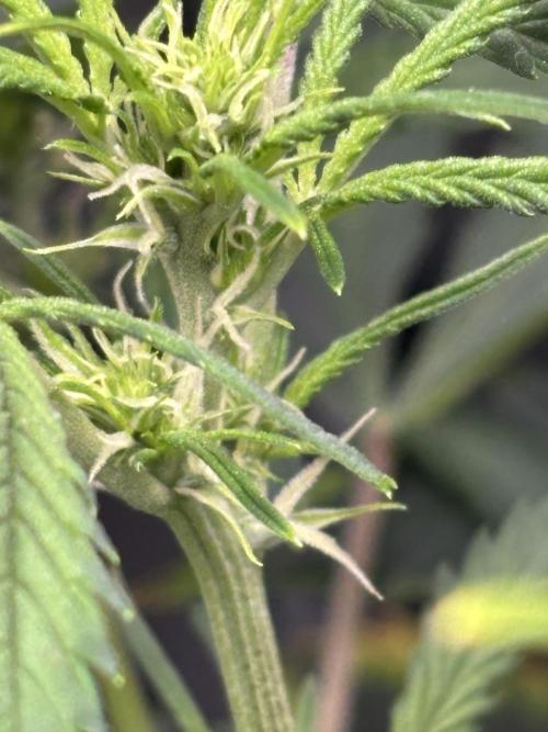 Northern Lights Auto Doc 🌱. Week 6