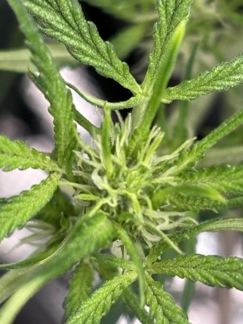 Northern Lights Auto Doc 🌱. Week 6