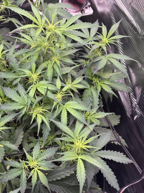 Northern Lights Auto Doc 🌱. Week 6