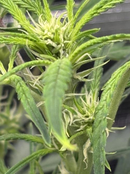 Strawberry Banana Auto 🌱💚. Week 7