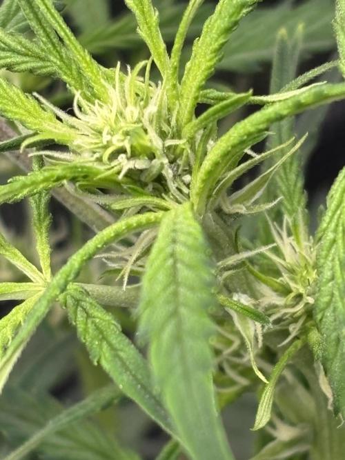Strawberry Banana Auto 🌱💚. Week 7