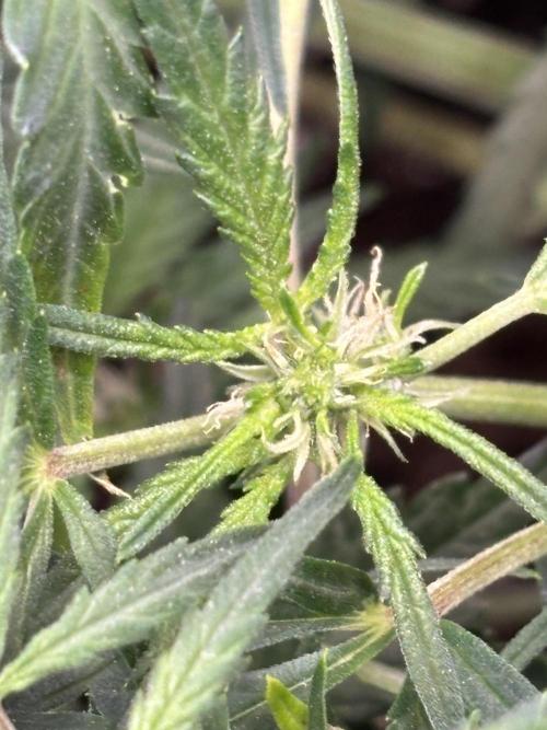 Strawberry Banana Auto 🌱💚. Week 7