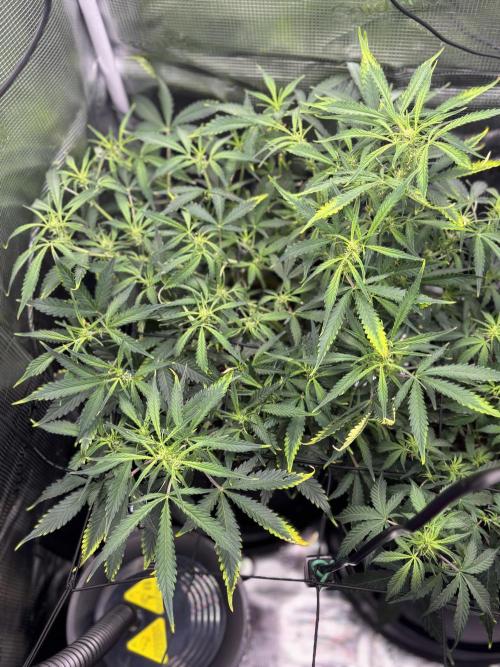 Strawberry Banana Auto 🌱💚. Week 7
