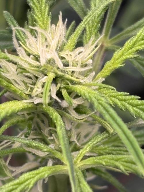 Strawberry Banana Auto 🌱💚. Week 7