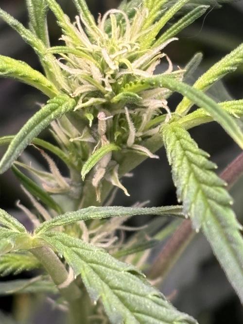 Strawberry Banana Auto 🌱💚. Week 7