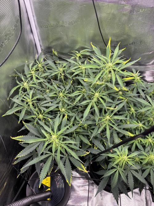 Strawberry Banana Auto 🌱💚. Week 7