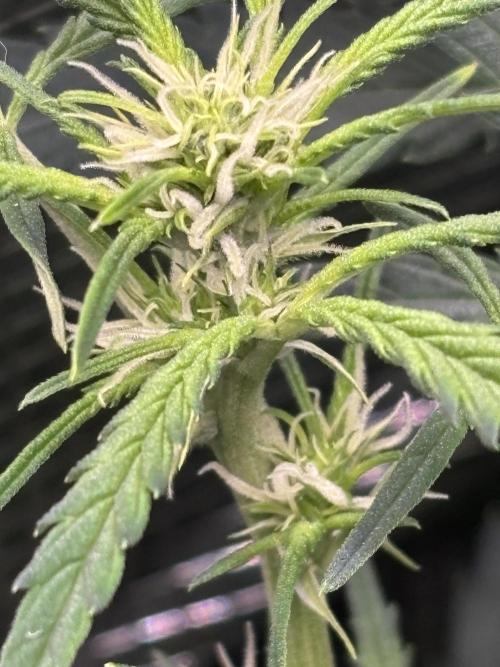 Strawberry Banana Auto 🌱💚. Week 7